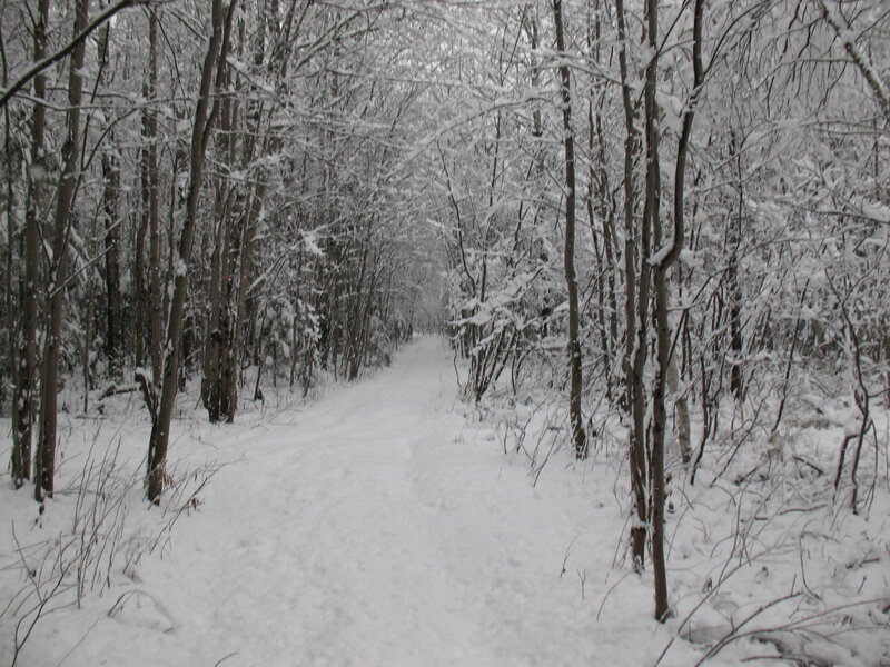 Snow-covered Forest Path — White, Quiet