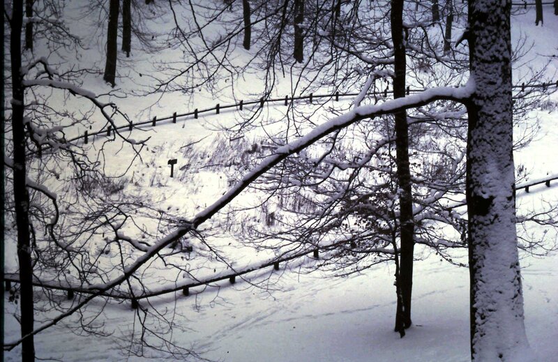 Snow-covered Forest Path — White, Quiet, Winter, Photograph