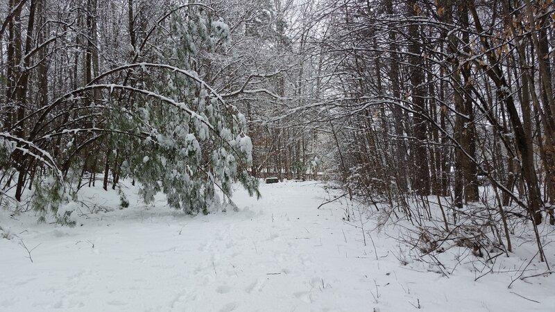 Snow-covered Forest Path — White, Quiet, Winter, Photograph, Trees, Snow, Branches