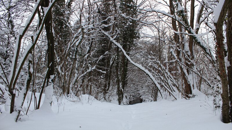 Snow-covered Forest Path — White, Quiet, Winter, Photograph, Trees, Snow, Stream