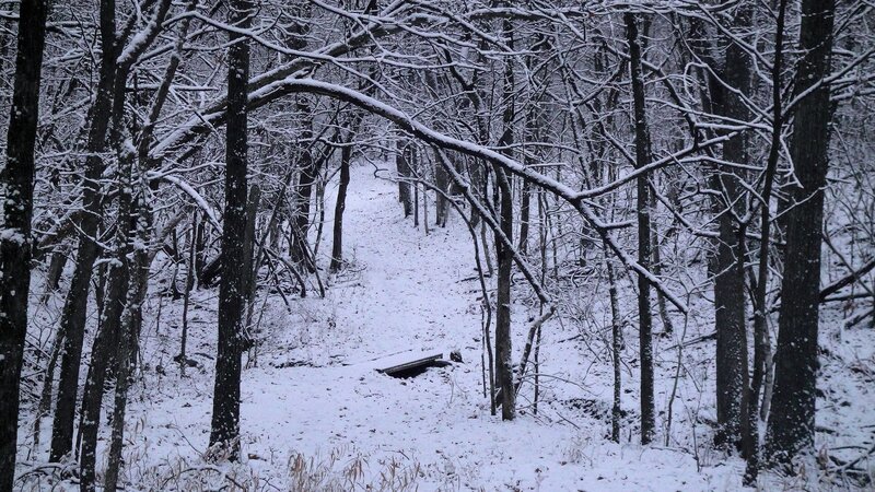 Snow-covered Forest Path — White, Quiet, Winter, Photograph, Trees, Snow