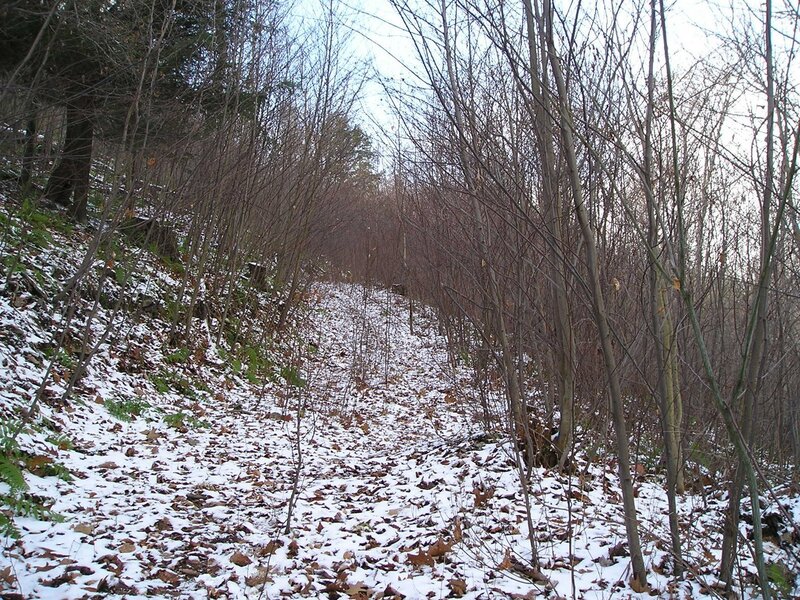 Snow-covered Forest Path — White, Quiet, Winter, Photograph, Trees