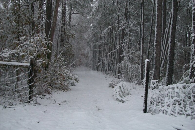 Snow-covered Forest Path — White, Quiet, Winter