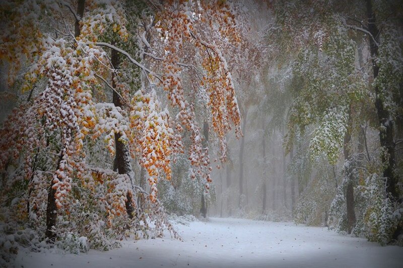 Snow-covered Forest Path — White, Serene, Autumn, Photograph