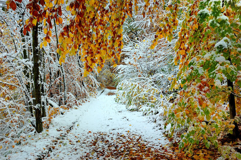 Snow-covered Forest Path — White, Serene, Autumn
