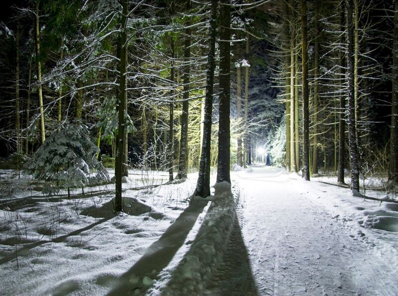 Snow-covered Forest Path — White, Serene, Night, Photograph