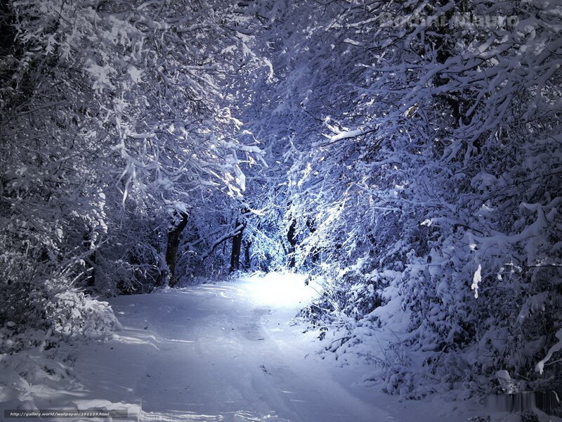 Snow-covered Forest Path — White, Serene, Night, Photograph, Trees, Snow, Light