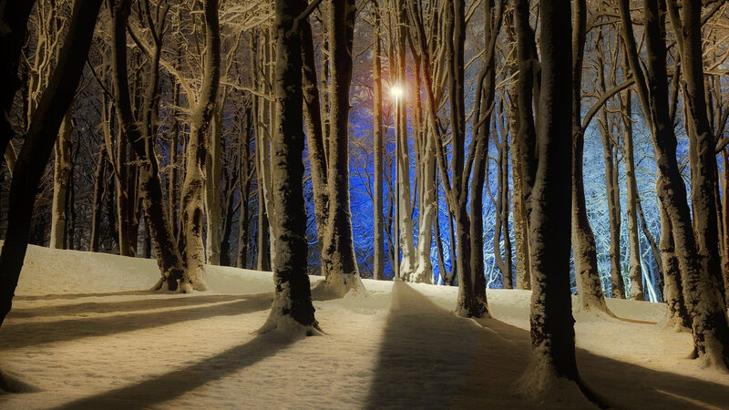 Snow-covered Forest Path — White, Serene, Night, Photograph, Trees, Snow, Streetlight, Blue Sky
