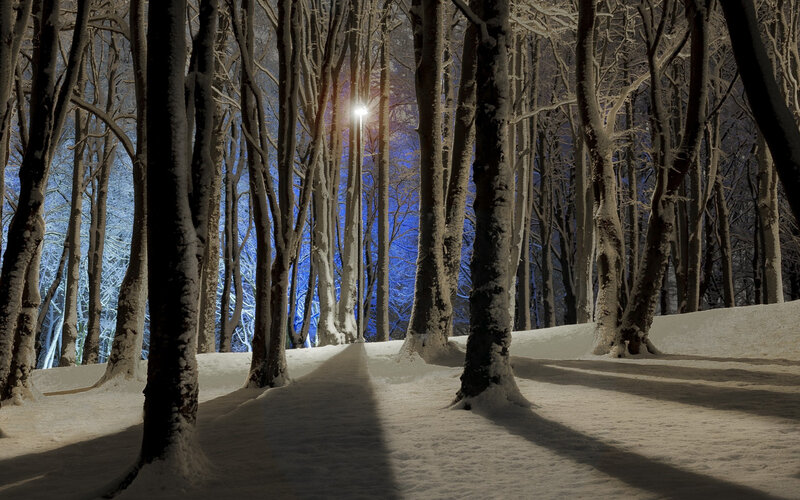 Snow-covered Forest Path — White, Serene, Night, Photograph, Trees, Snow