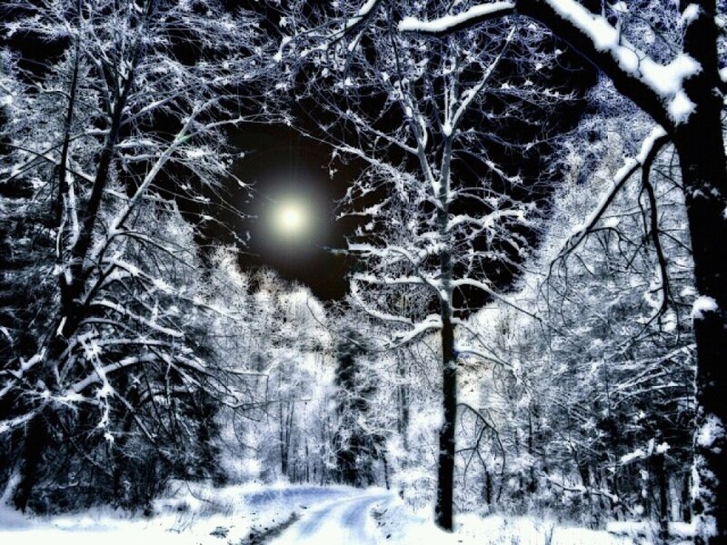 Snow-covered Forest Path — White, Serene, Night, Photograph, Trees