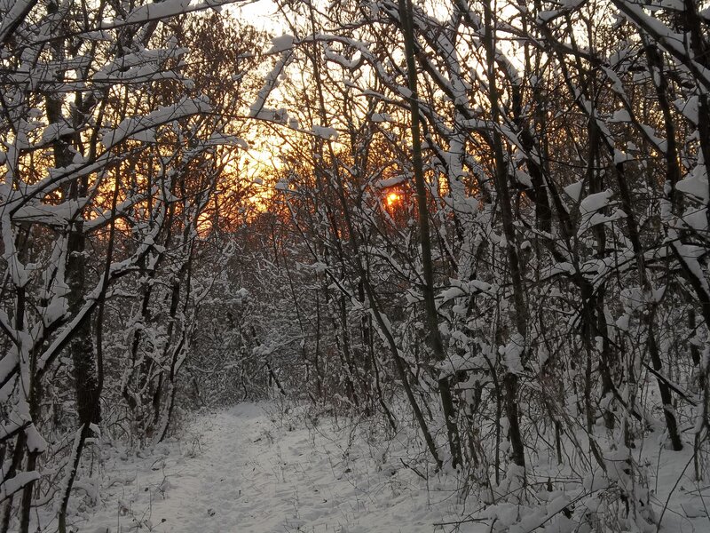 Snow-covered Forest Path — White, Serene, Sunset, Photograph