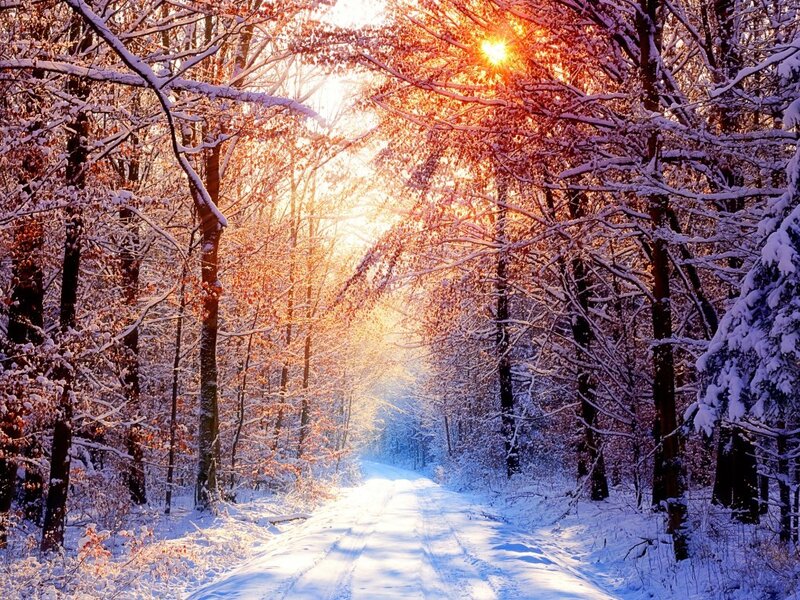 Snow-covered Forest Path — White, Serene