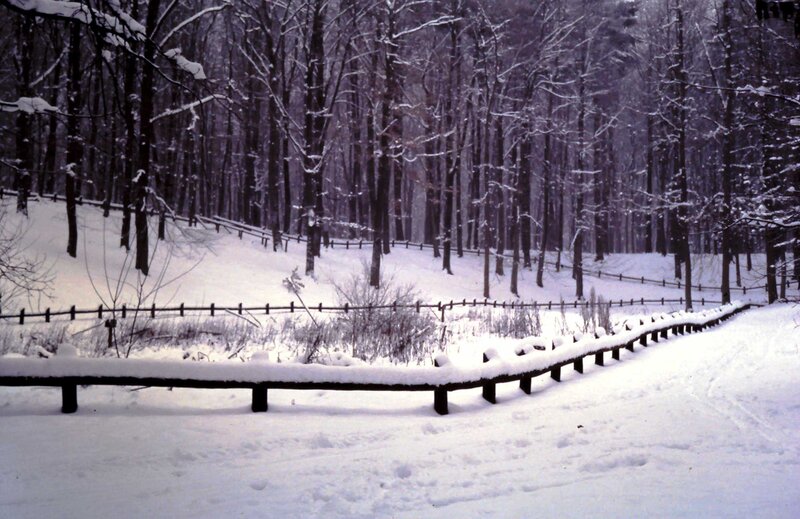 Snow-covered Forest Path — White, Serene, Winter, Photograph, Fence