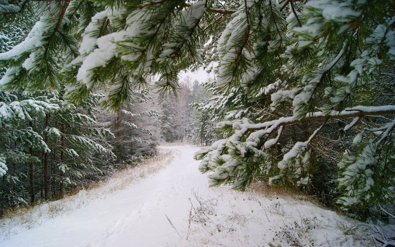 Snow-covered Forest Path — White, Serene, Winter, Photograph, Pine Trees