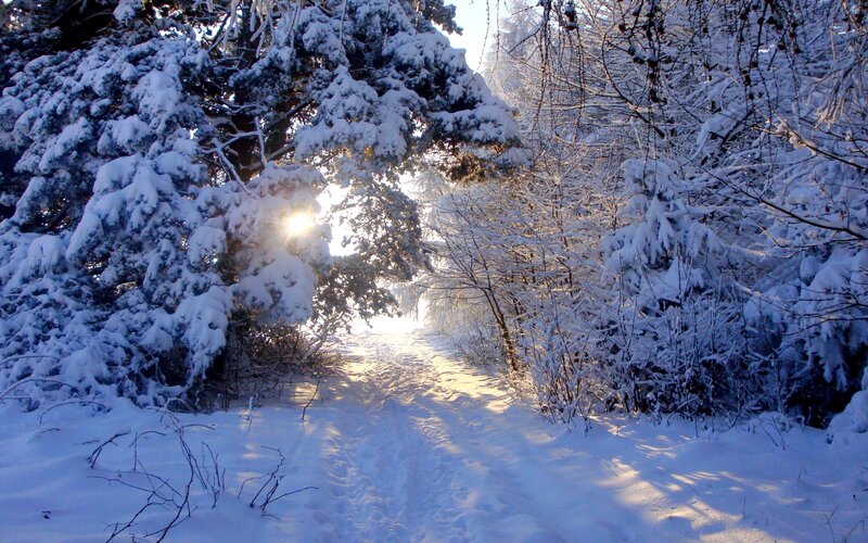 Snow-covered Forest Path — White, Serene, Winter, Photograph, Sun