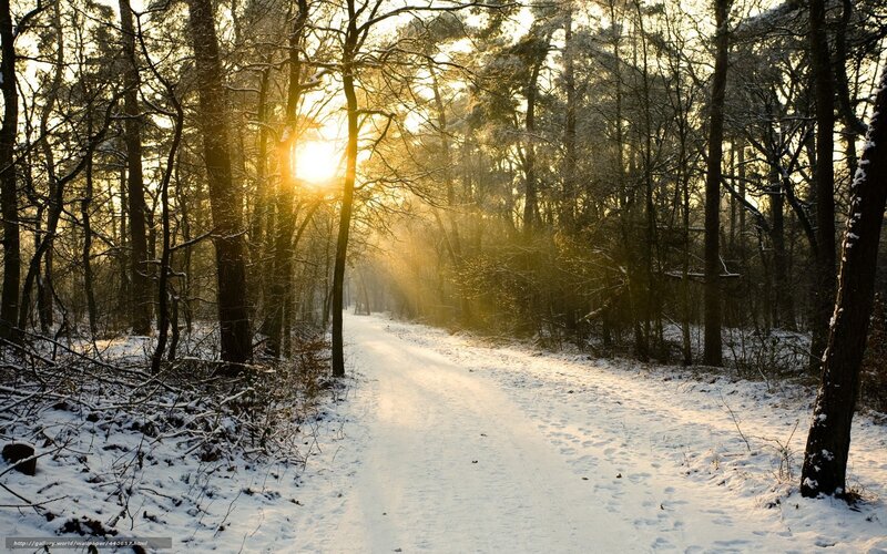 Snow-covered Forest Path — White, Serene, Winter, Photograph, Sunlight, Trees, Footprints