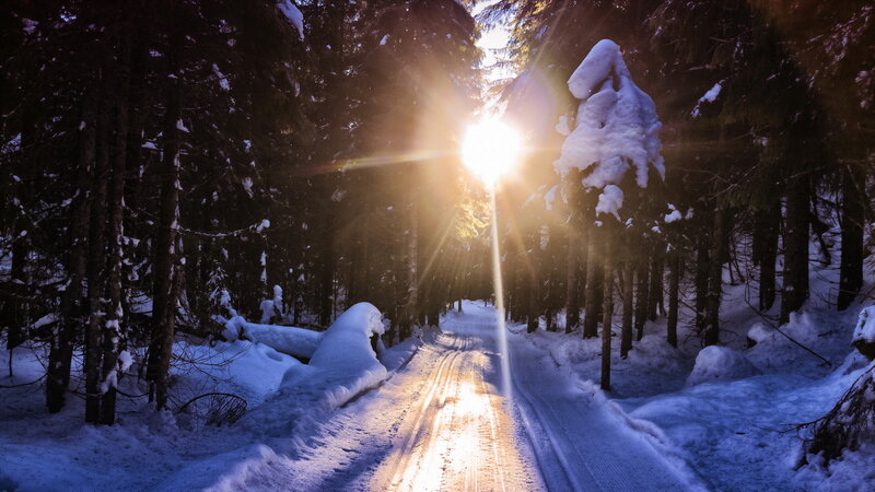 Snow-covered Forest Path — White, Serene, Winter, Photograph, Sunlight, Trees, Snow