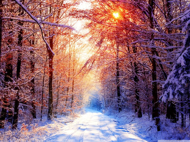 Snow-covered Forest Path — White, Serene, Winter, Photograph, Sunlight, Trees