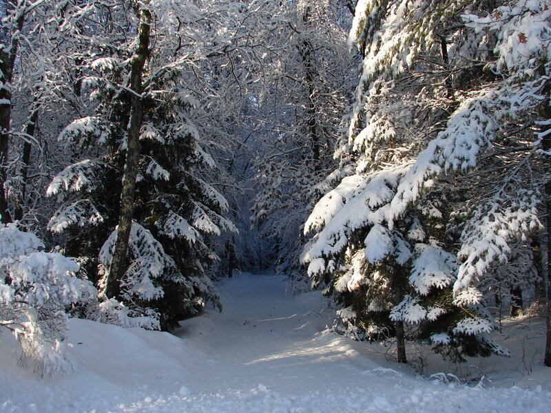Snow-covered Forest Path — White, Serene, Winter, Photograph