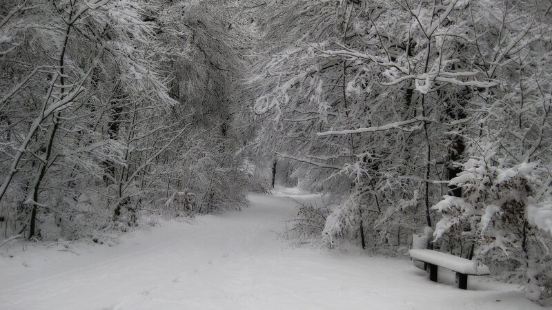 Snow-covered Forest Path — White, Serene, Winter, Photograph, Trees, Bench