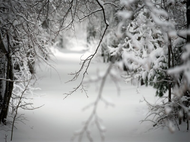 Snow-covered Forest Path — White, Serene, Winter, Photograph, Trees, Branches