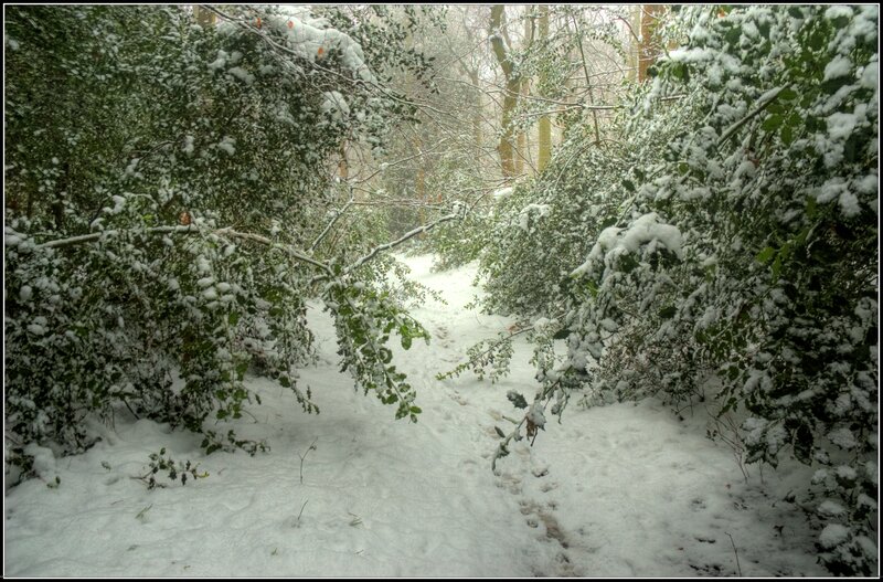 Snow-covered Forest Path — White, Serene, Winter, Photograph, Trees, Bushes