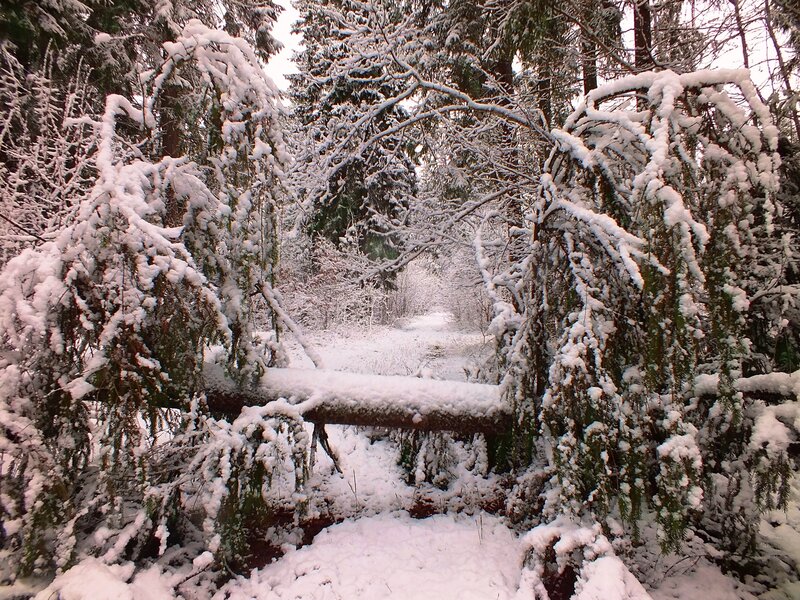 Snow-covered Forest Path — White, Serene, Winter, Photograph, Trees, Fallen Log