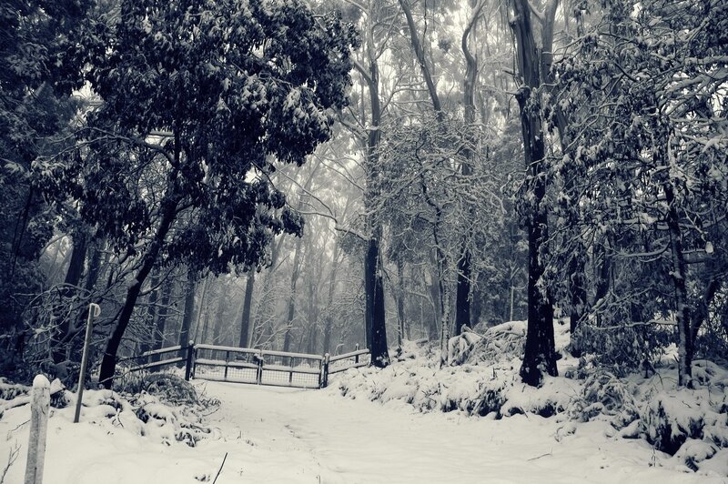 Snow-covered Forest Path — White, Serene, Winter, Photograph, Trees, Fence, Snow, Black