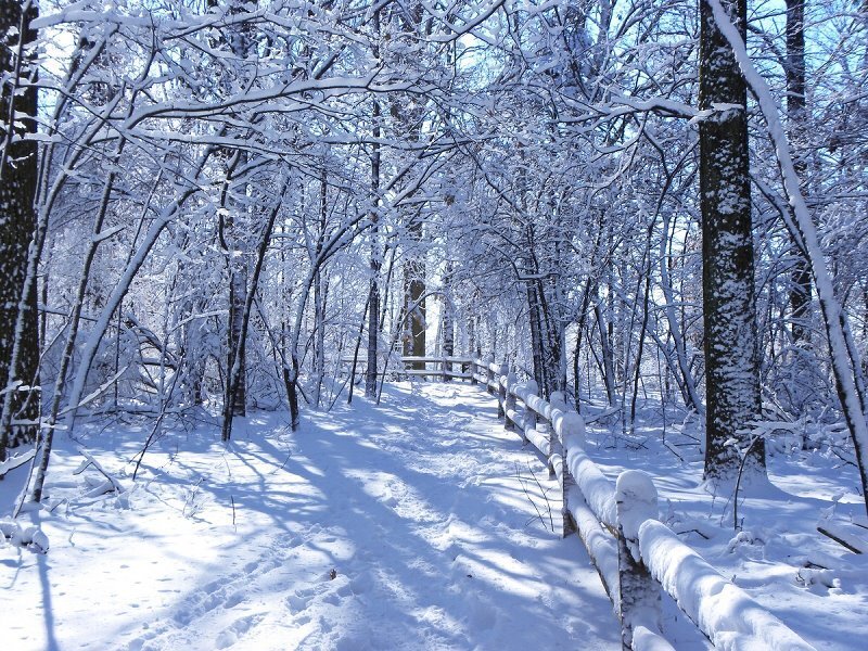 Snow-covered Forest Path — White, Serene, Winter, Photograph, Trees, Fence