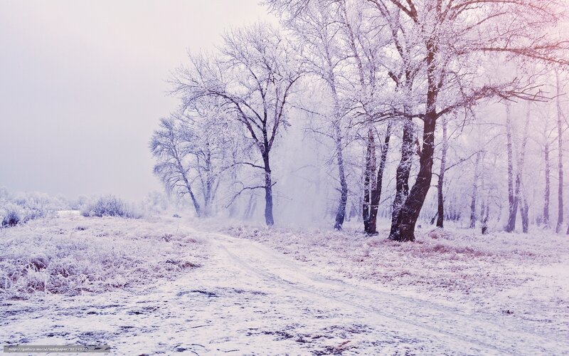 Snow-covered Forest Path — White, Serene, Winter, Photograph, Trees, Frost