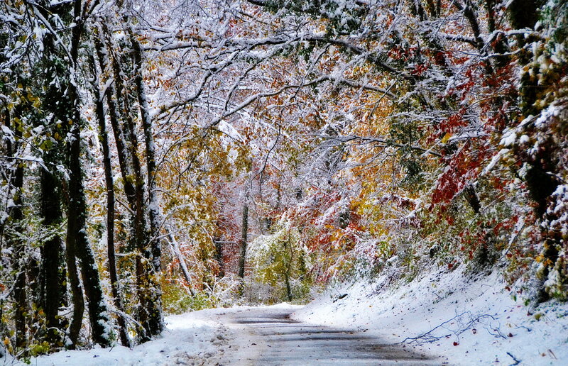 Snow-covered Forest Path — White, Serene, Winter, Photograph, Trees, Leaves