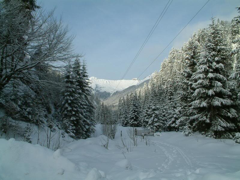 Snow-covered Forest Path — White, Serene, Winter, Photograph, Trees, Mountains
