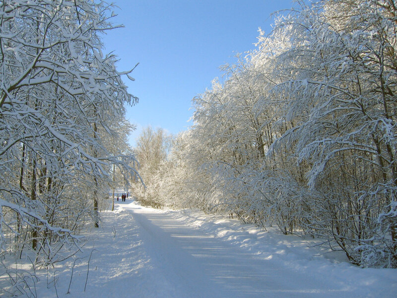 Snow-covered Forest Path — White, Serene, Winter, Photograph, Trees, People
