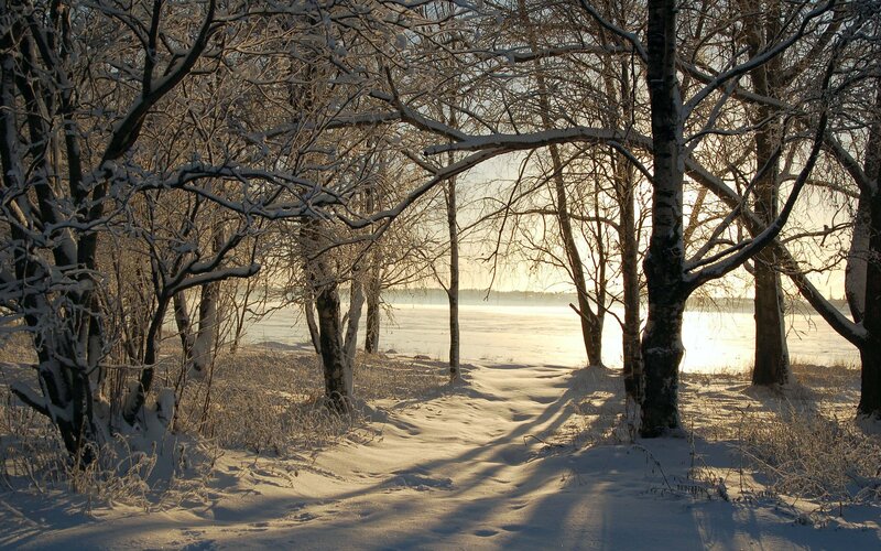 Snow-covered Forest Path — White, Serene, Winter, Photograph, Trees, River, Sunlight, Snow, Brown, Gold