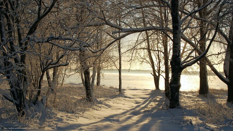 Snow-covered Forest Path — White, Serene, Winter, Photograph, Trees, River, Sunlight, Snow
