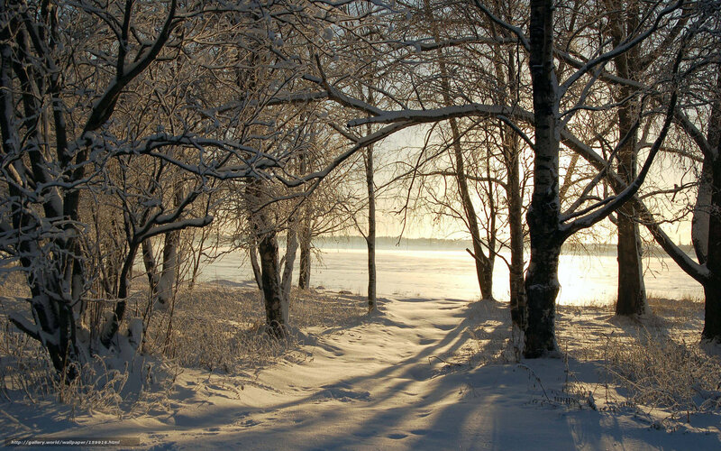 Snow-covered Forest Path — White, Serene, Winter, Photograph, Trees, River, Sunlight