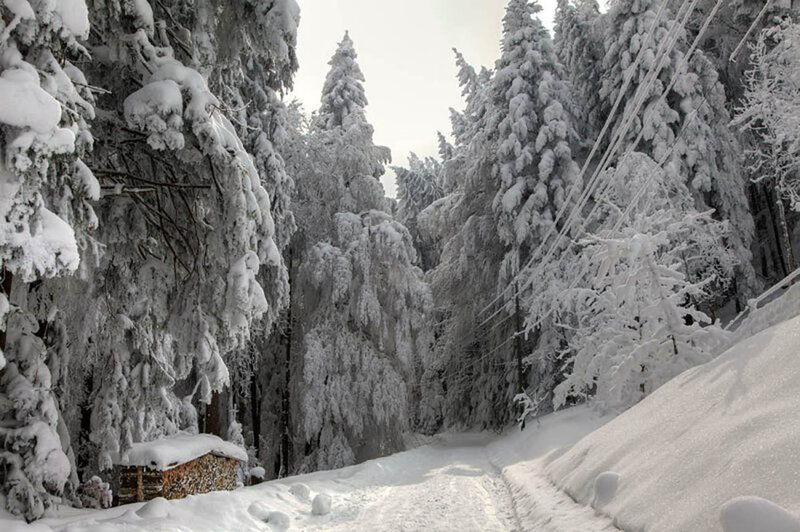 Snow-covered Forest Path — White, Serene, Winter, Photograph, Trees, Road, Power Lines