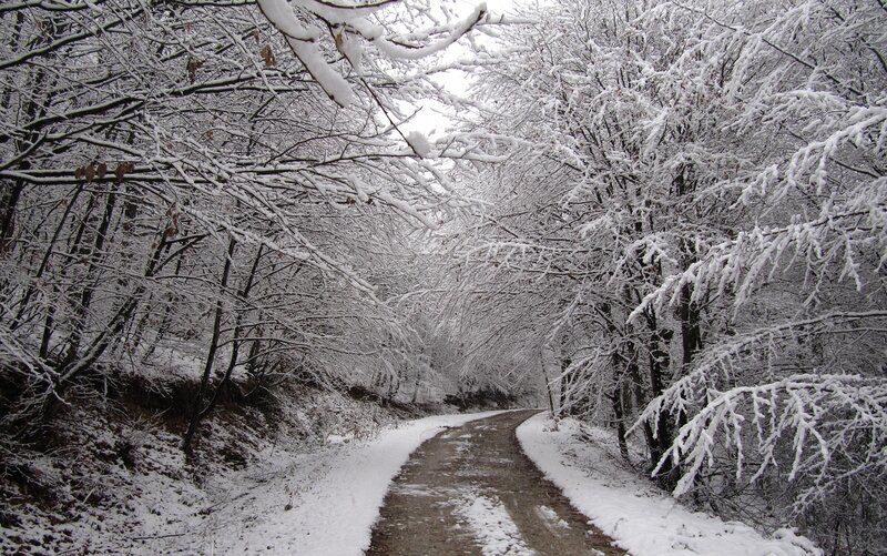 Snow-covered Forest Path — White, Serene, Winter, Photograph, Trees, Road, Snow