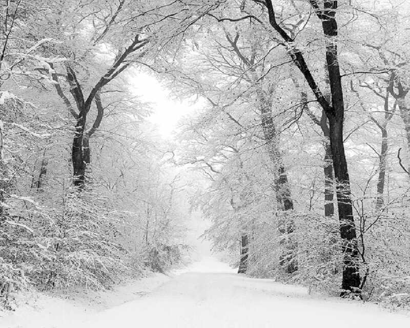 Snow-covered Forest Path — White, Serene, Winter, Photograph, Trees, Road
