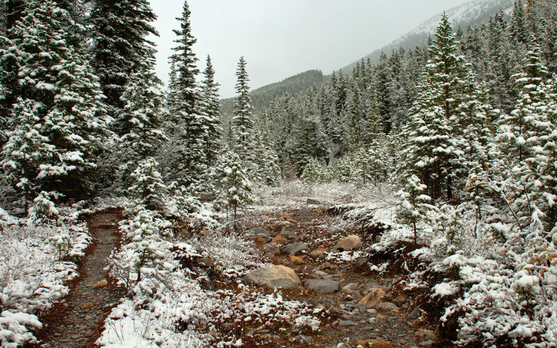 Snow-covered Forest Path — White, Serene, Winter, Photograph, Trees, Rocks