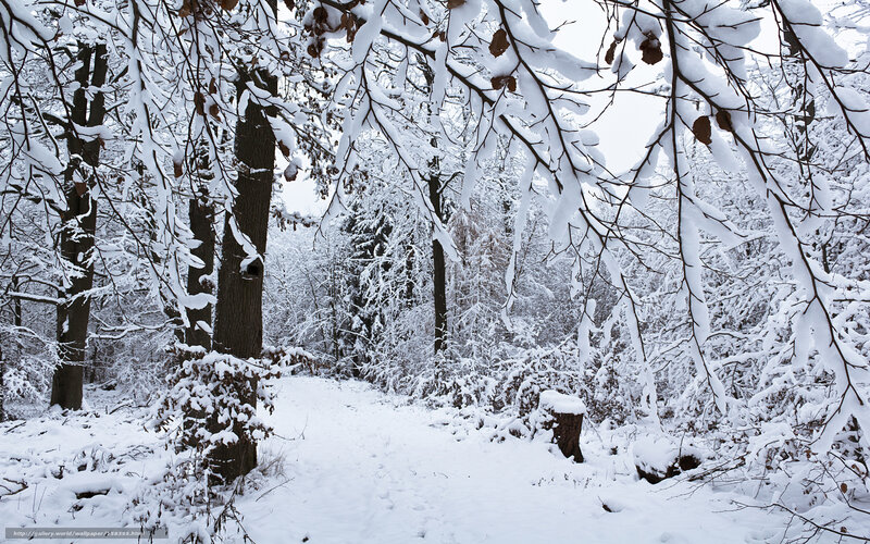 Snow-covered Forest Path — White, Serene, Winter, Photograph, Trees, Snow, Branches, Stump
