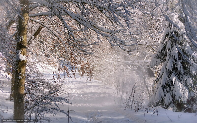 Snow-covered Forest Path — White, Serene, Winter, Photograph, Trees, Snow, Branches, Sunlight