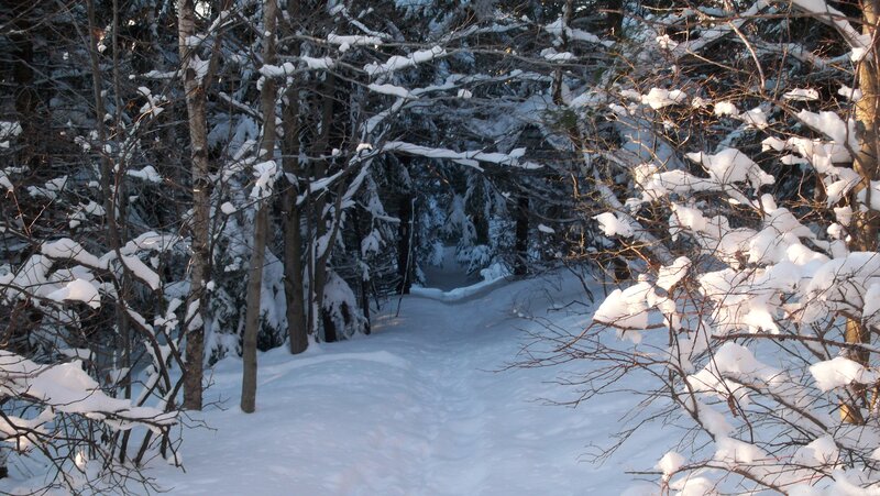 Snow-covered Forest Path — White, Serene, Winter, Photograph, Trees, Snow, Branches
