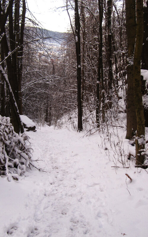 Snow-covered Forest Path — White, Serene, Winter, Photograph, Trees, Snow, Brown, Gray, Portrait