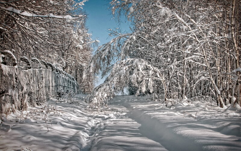 Snow-covered Forest Path — White, Serene, Winter, Photograph, Trees, Snow, Fence, Sky
