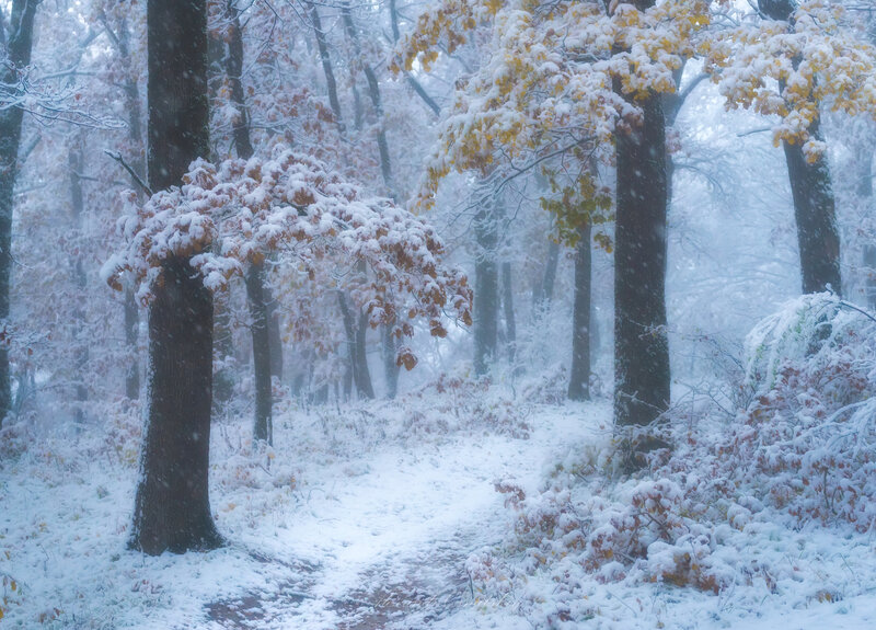 Snow-covered Forest Path — White, Serene, Winter, Photograph, Trees, Snow, Fog, Leaves