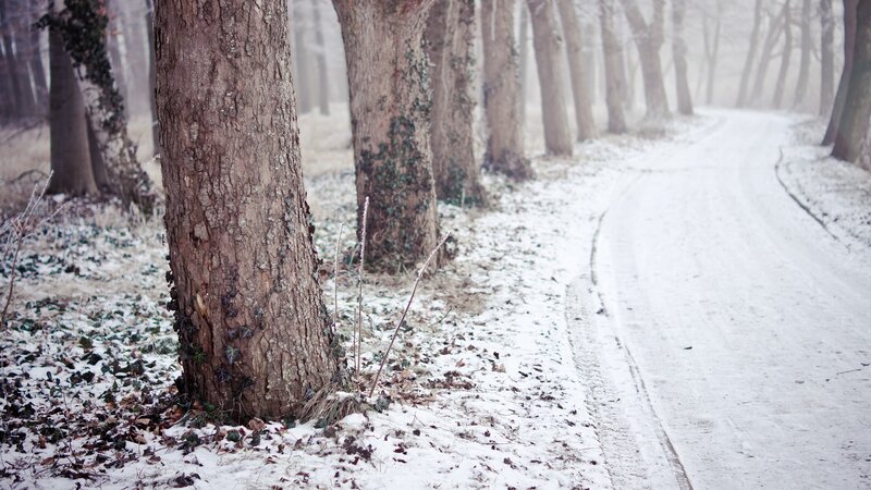 Snow-covered Forest Path — White, Serene, Winter, Photograph, Trees, Snow, Fog, Road