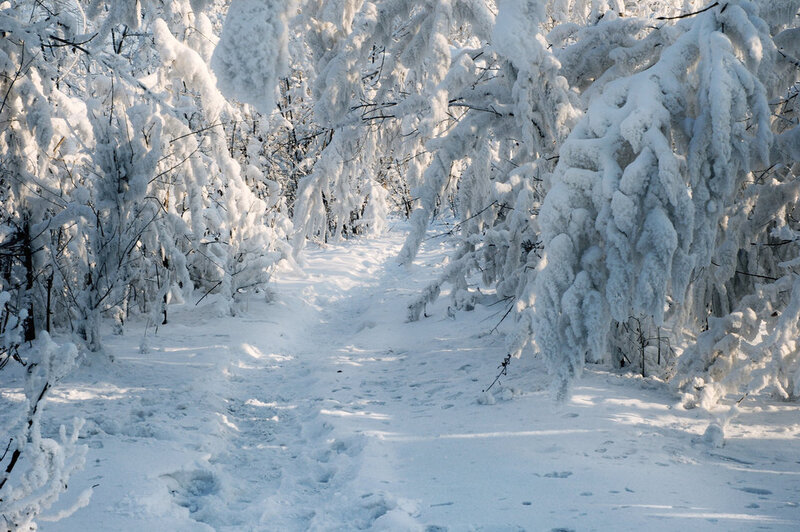 Snow-covered Forest Path — White, Serene, Winter, Photograph, Trees, Snow, Footprints