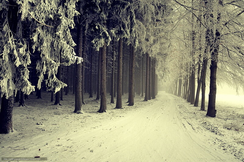 Snow-covered Forest Path — White, Serene, Winter, Photograph, Trees, Snow, Frost, Road