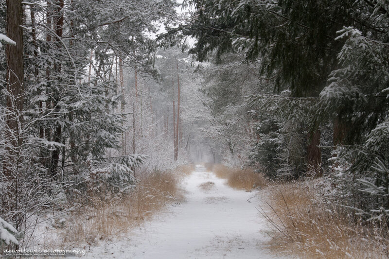 Snow-covered Forest Path — White, Serene, Winter, Photograph, Trees, Snow, Grass
